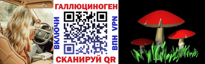 купить  цена  Зеленокумск  Галлюциногенные грибы мицелий 